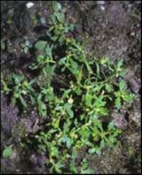 Arenaria Serpyllifolia Extract